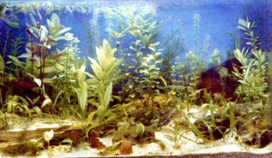 aquarium style hollandais eau douce